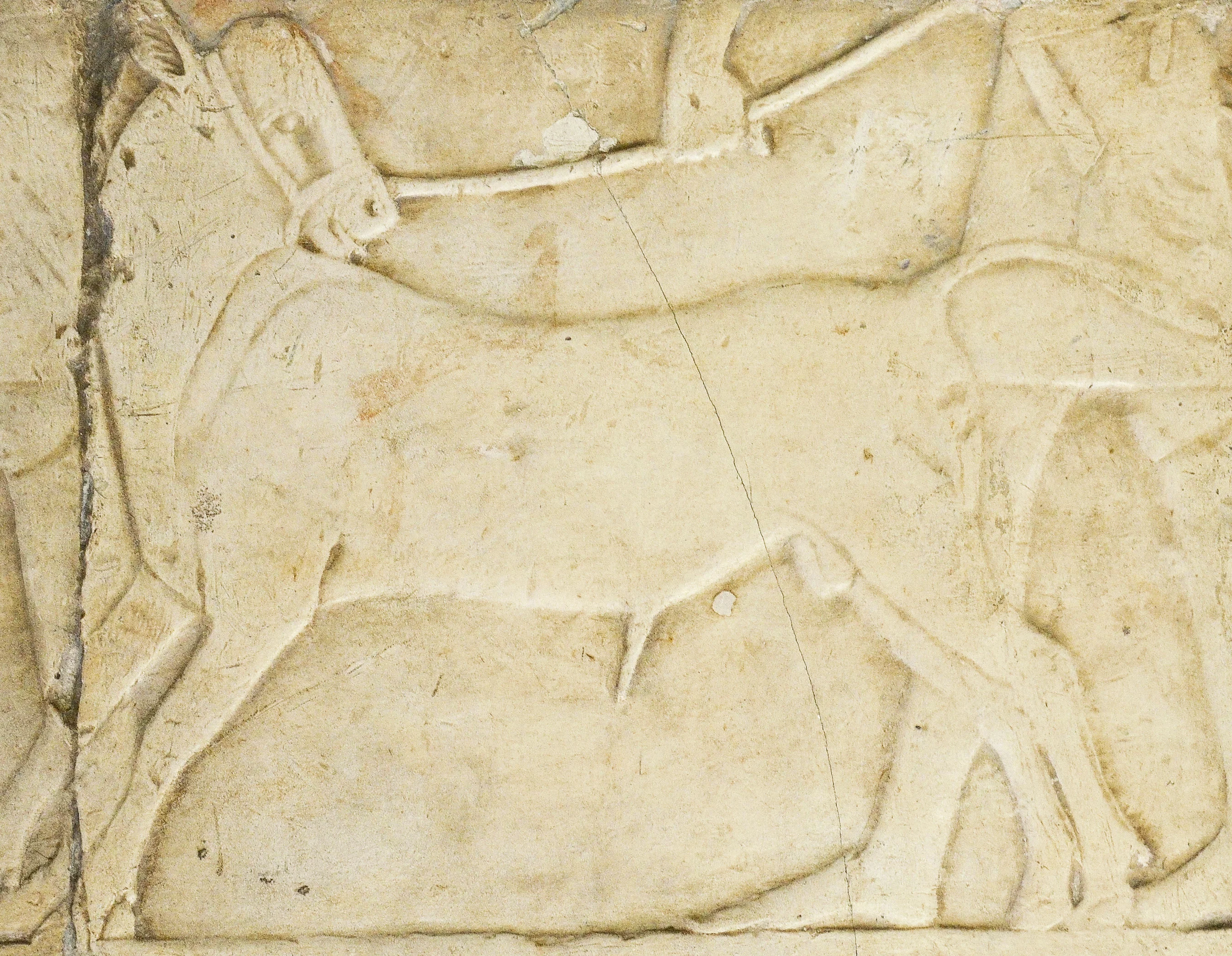 <span class="numbwork">1688</span > <span class="bullwork">•</span > Ternero conducido por un sacerdote como ofrenda al dios Amón