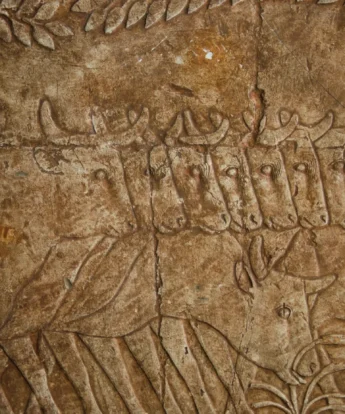 <span class="numbwork">1692</span > <span class="bullwork">•</span > El ganado de los habitantes de Punt